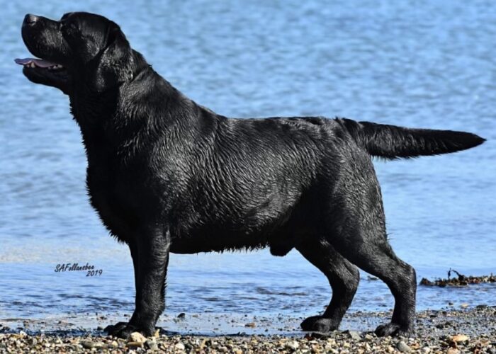 BlackBelquestSire_Large