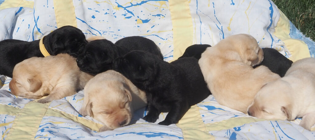 pile-o-puppies